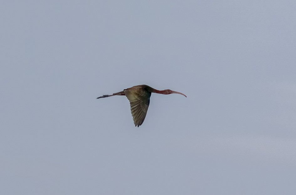 Glossy Ibis , 1/2000 sec, f/7.1, 500 mm, ISO 320