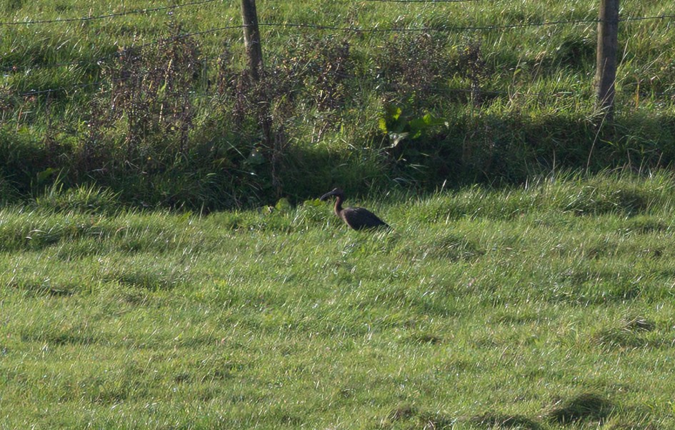 Glossy Ibis , 1/640 sec, f/7.1, 500 mm, ISO 320