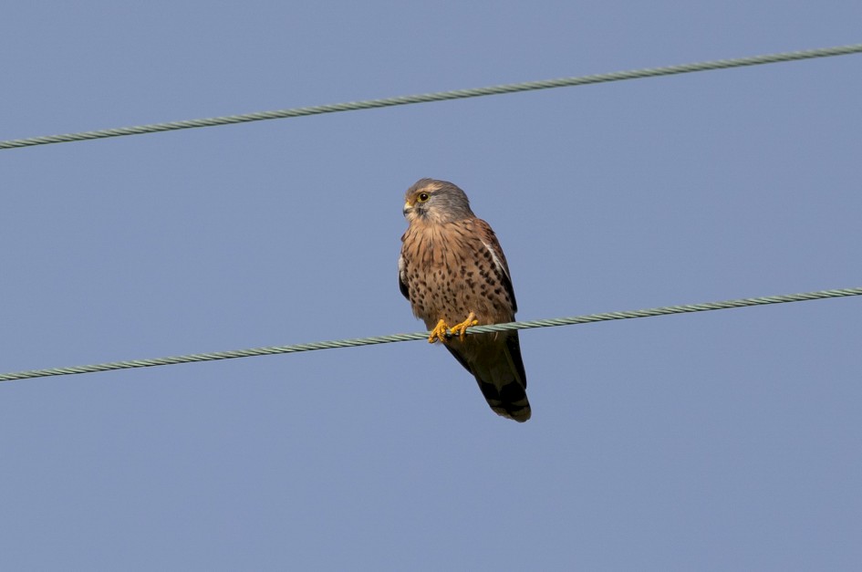Kestrel, 1/640 sec, f/7.1, 500 mm, ISO 125