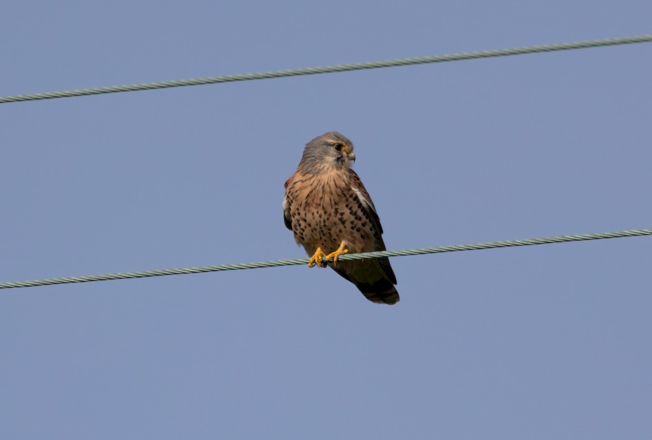 Kestrel , 1/640 sec, f/7.1, 500 mm, ISO 100