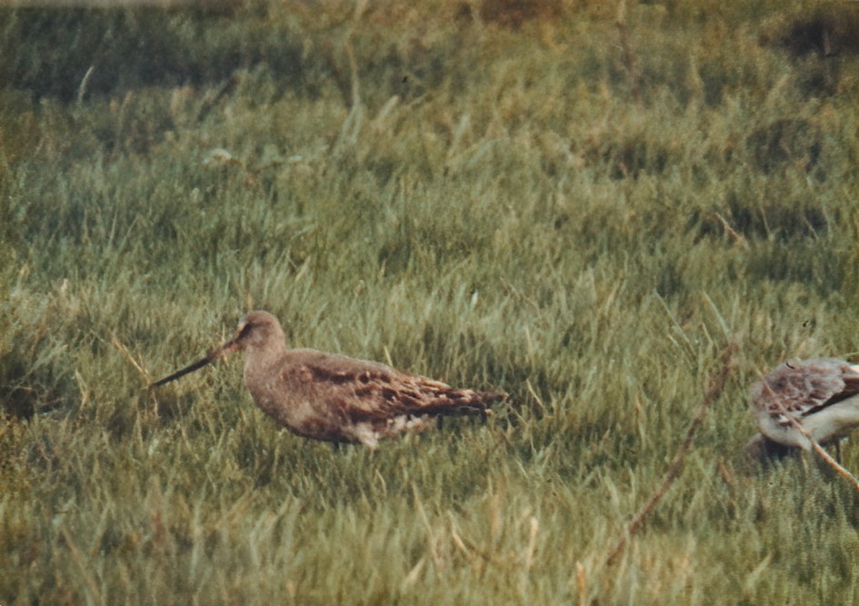 Hudsonian Godwit © Tony Murphy