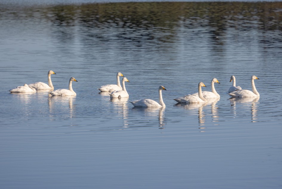 Whooper Swans, 1/1250 sec, f/5.6, 363 mm, ISO 100