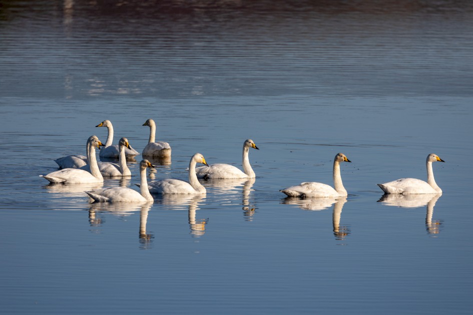 Whooper Swans , 1/640 sec, f/7.1, 500 mm, ISO 100