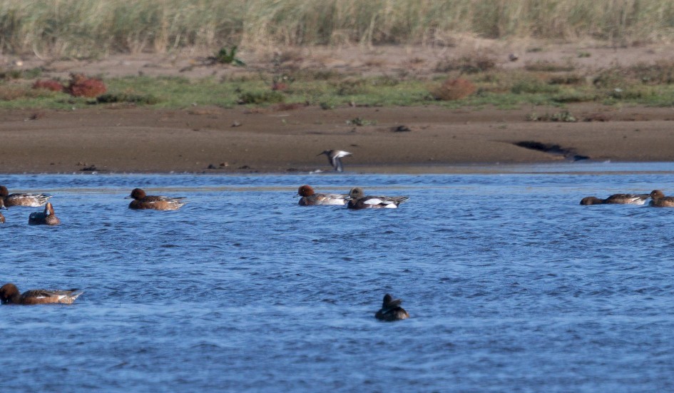American Wigeon, 1/500 sec, f/7.1, 500 mm, ISO 160