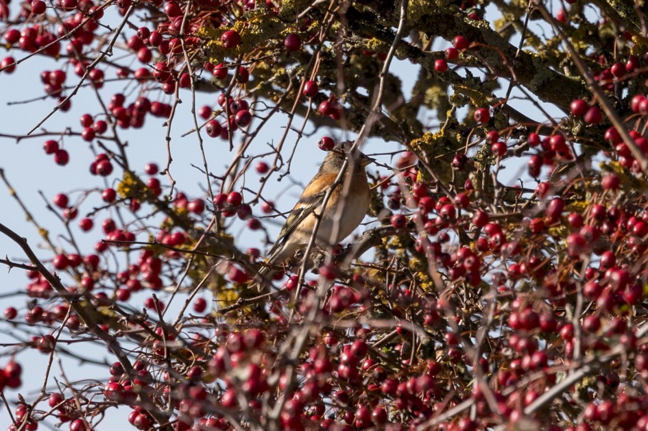 Brambling, 1/640 sec, f/7.1, 500 mm, ISO 250