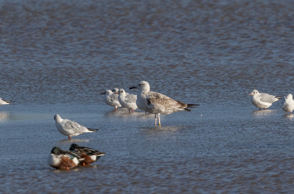 Caspian Gull, 1/500 sec, f/7.1, 500 mm, ISO 100