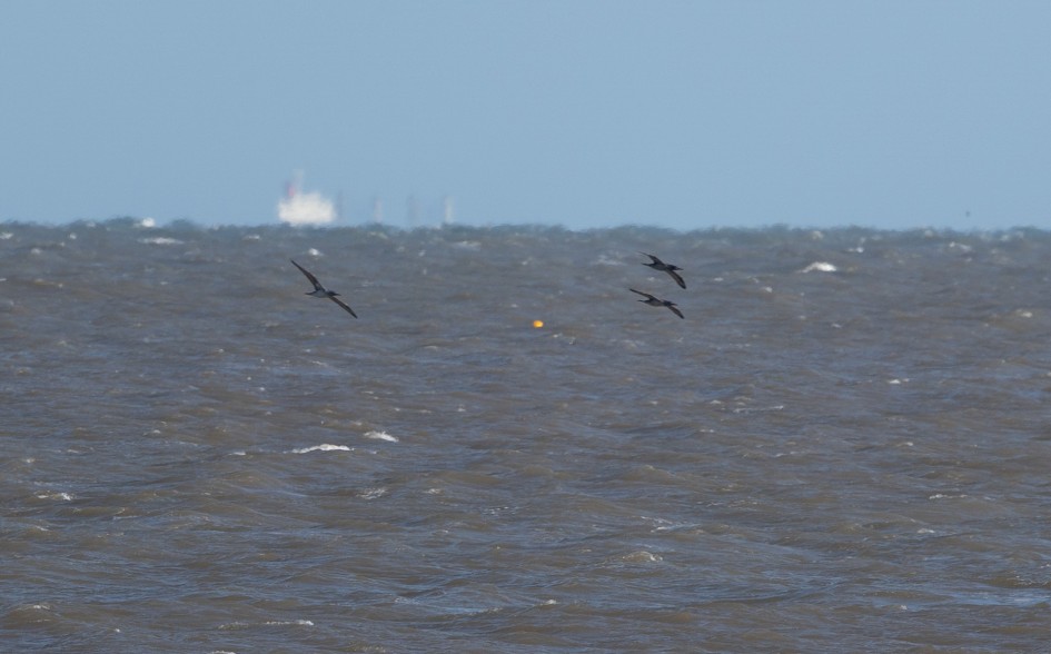 Gannets, 1/500 sec, f/7.1, 500 mm, ISO 125