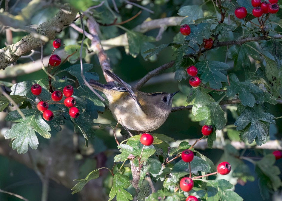 Goldcrest, 1/500 sec, f/7.1, 500 mm, ISO 3200