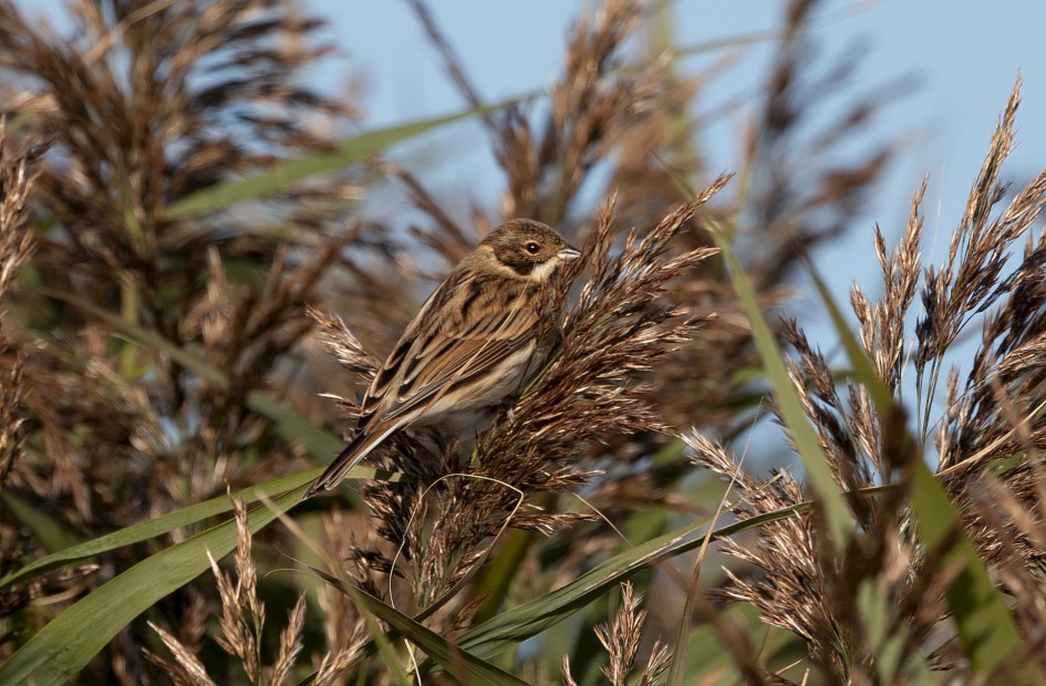 Reed Bunting, 1/640 sec, f/7.1, 500 mm, ISO 125