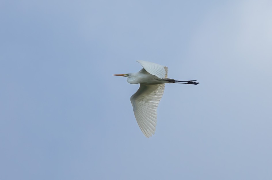 Great White Egret , 1/500 sec, f/7.1, 472 mm, ISO 200