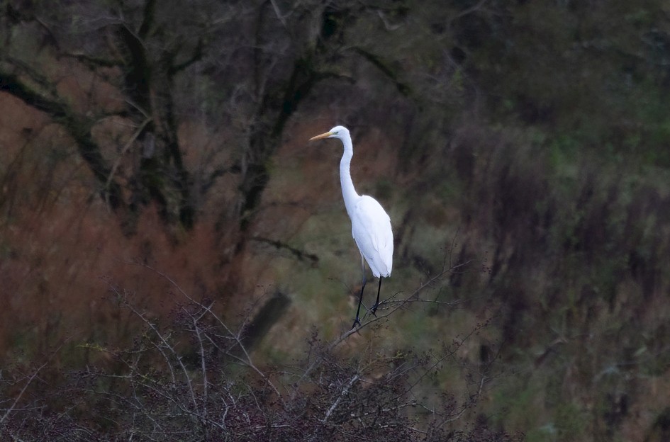 Great White Egret , 1/500 sec, f/7.1, 500 mm, ISO 800