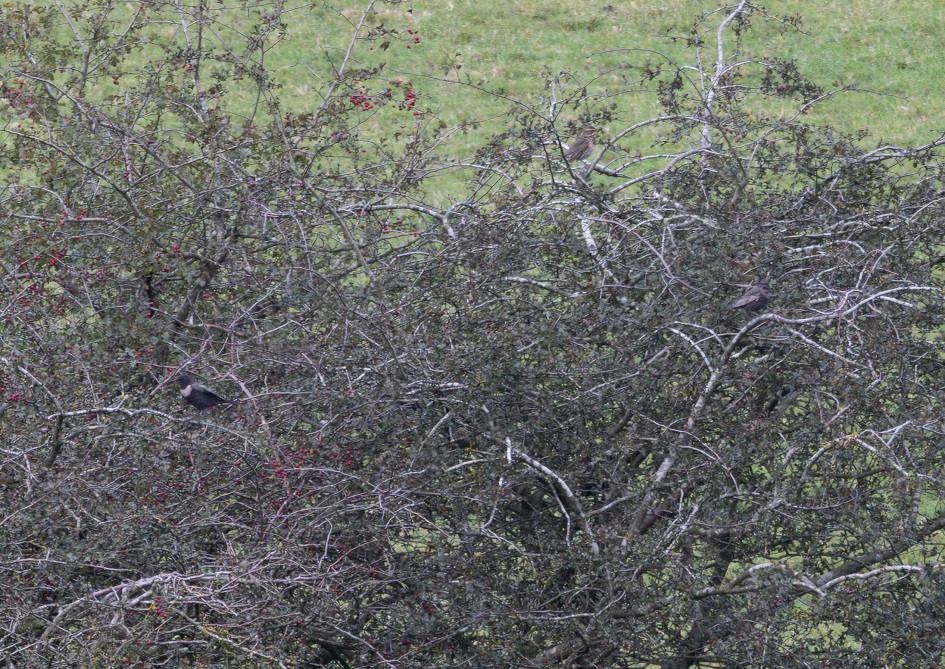 Ring Ouzels, 1/60 sec, f/7.1, 500 mm, ISO 160