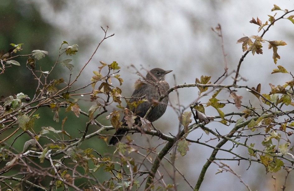 Blackbird, 1/640 sec, f/7.1, 500 mm, ISO 2000