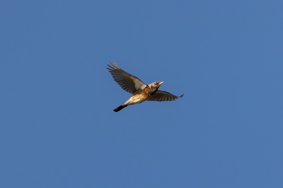 Fieldfare, 1/2000 sec, f/7.1, 500 mm, ISO 640
