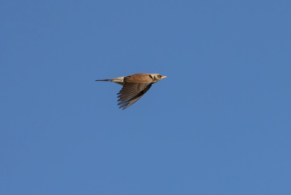 Fieldfare , 1/2000 sec, f/7.1, 500 mm, ISO 800