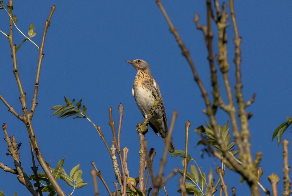 Fieldfare , 1/2500 sec, f/7.1, 500 mm, ISO 640