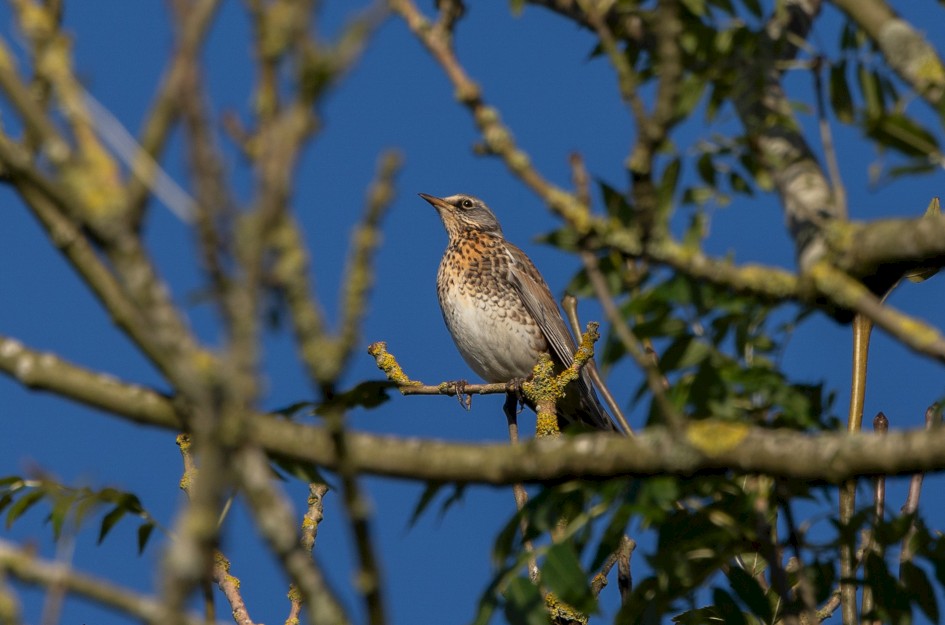 Fieldfare , 1/500 sec, f/7.1, 500 mm, ISO 100