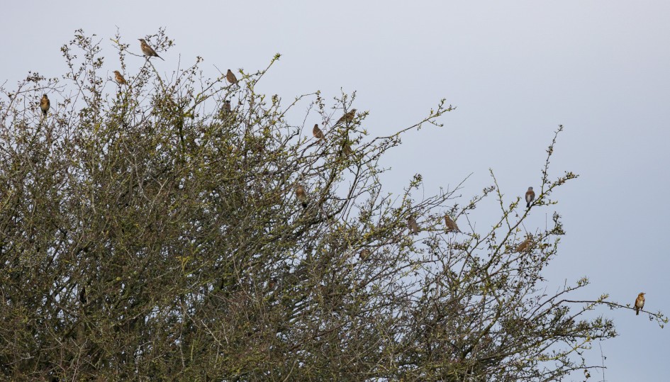Fieldfares And Redwings, 1/160 sec, f/7.1, 500 mm, ISO 100