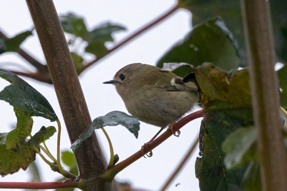 Goldcrest, 1/640 sec, f/7.1, 500 mm, ISO 5000