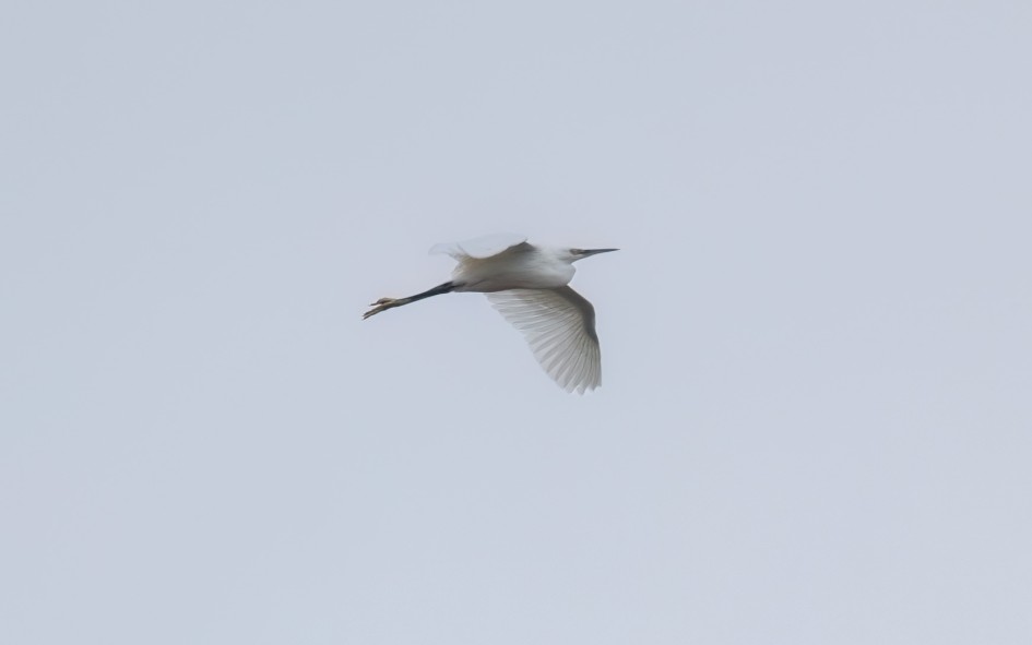 Great White Egret, 1/640 sec, f/7.1, 500 mm, ISO 400
