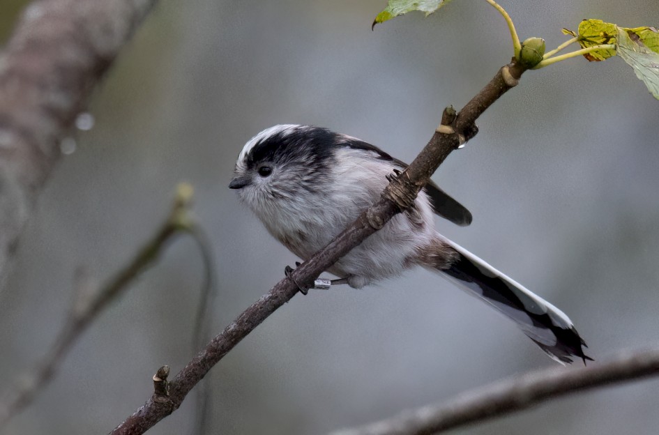 Long-tailed Tit, 1/500 sec, f/7.1, 500 mm, ISO 10000