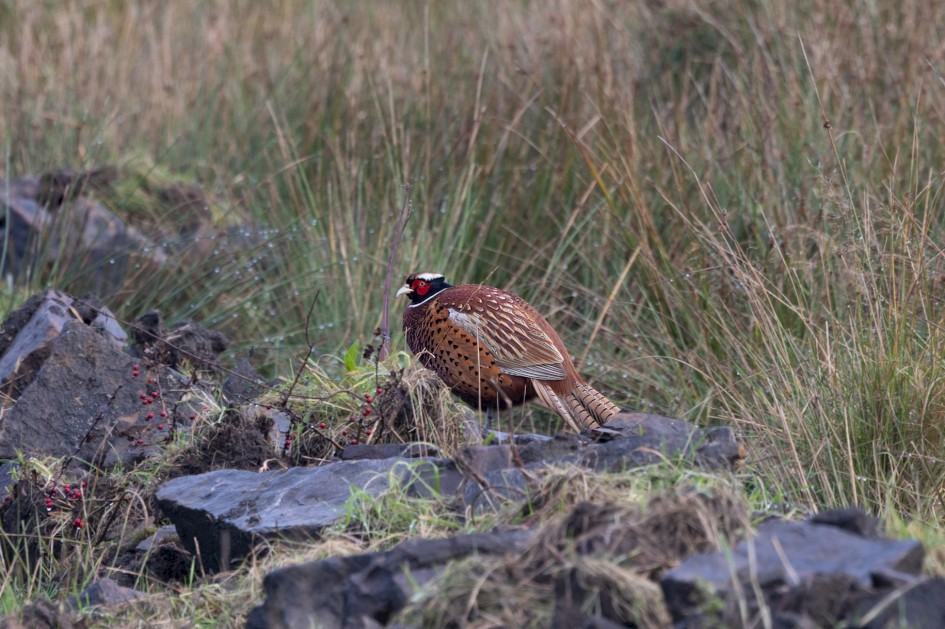 Pheasant, 1/60 sec, f/7.1, 500 mm, ISO 160