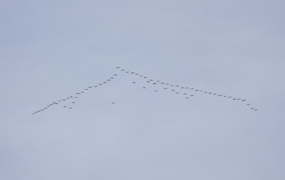 Pinkfeet, 1/500 sec, f/7.1, 500 mm, ISO 100