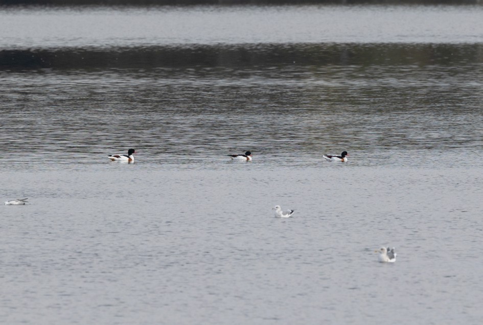 Shelduck, 1/160 sec, f/7.1, 500 mm, ISO 100
