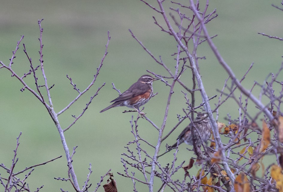 Redwing, 1/640 sec, f/7.1, 500 mm, ISO 2000