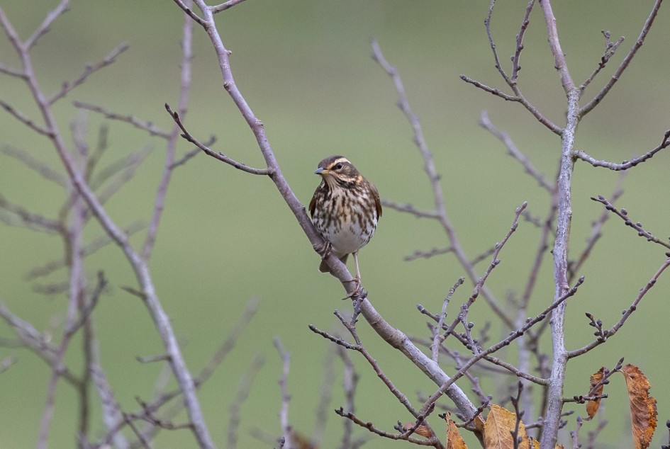 Redwing, 1/500 sec, f/7.1, 500 mm, ISO 2000