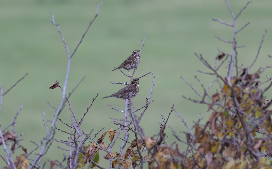 Redwings, 1/500 sec, f/7.1, 500 mm, ISO 1600