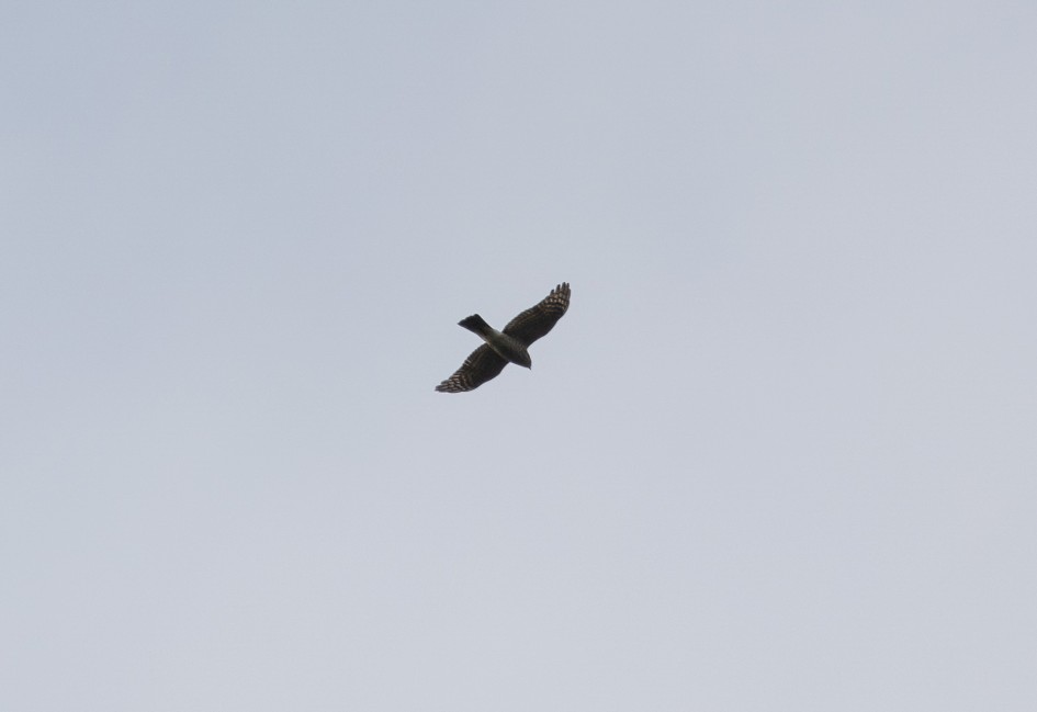 Sparrowhawk, 1/500 sec, f/7.1, 500 mm, ISO 100