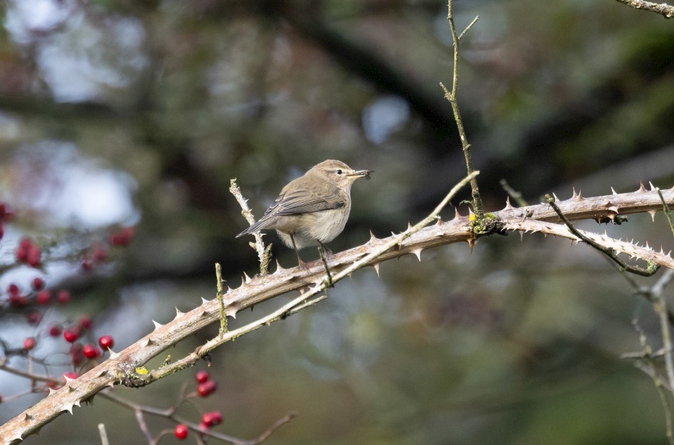 Chiffchaff, 1/500 sec, f/7.1, 500 mm, ISO 2000