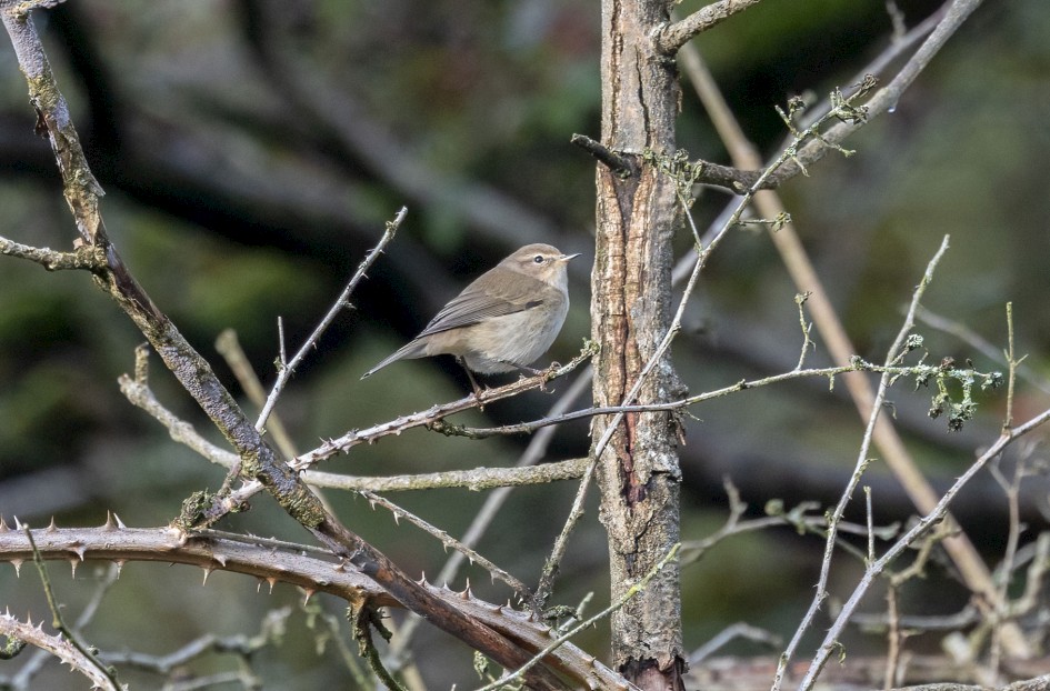 Chiffchaff , 1/640 sec, f/7.1, 500 mm, ISO 2000