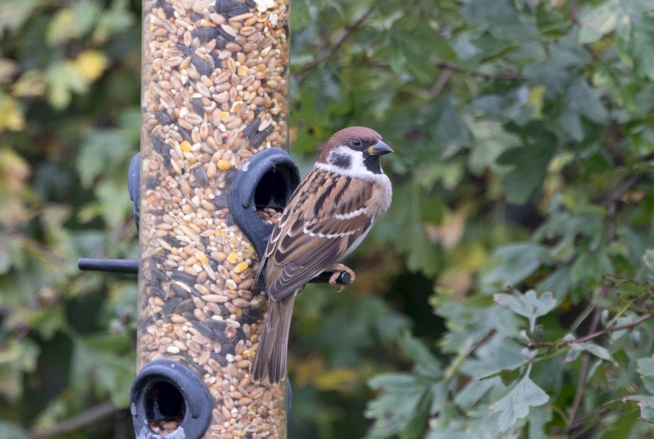 Tree Sparrow, 1/80 sec, f/7.1, 500 mm, ISO 320