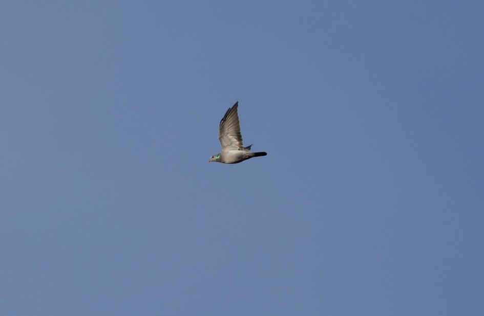 Stock Dove-, 1/640 sec, f/7.1, 500 mm, ISO 200