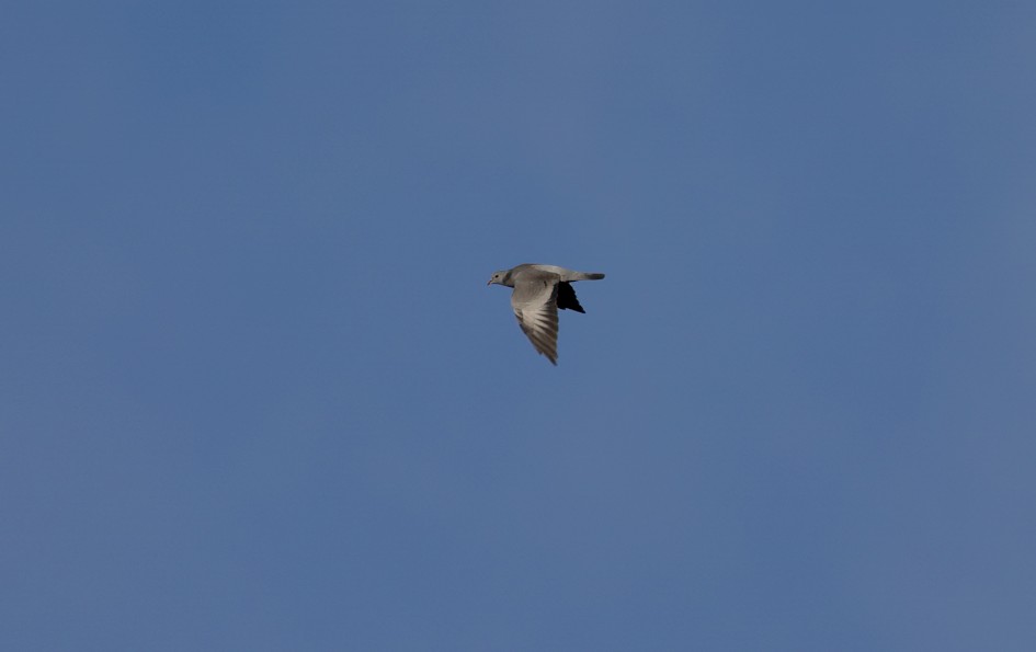 Stock Dove, 1/640 sec, f/7.1, 500 mm, ISO 125