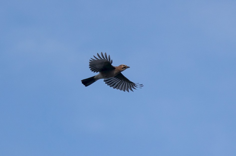 Jay, 1/2000 sec, f/7.1, 500 mm, ISO 500