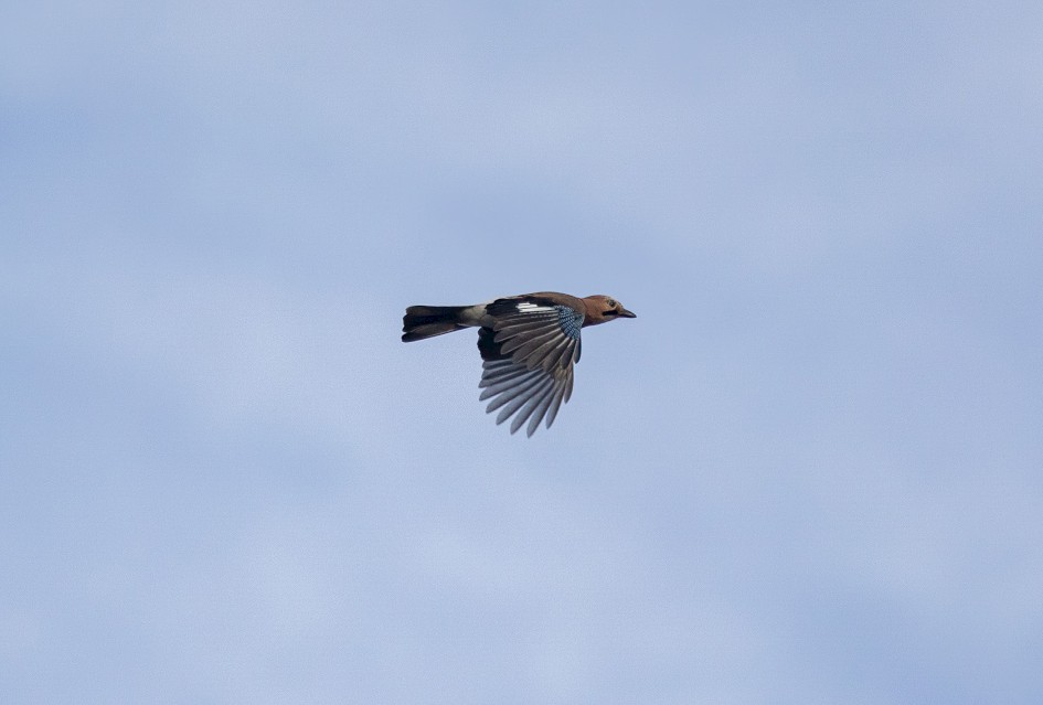 Jay , 1/2000 sec, f/7.1, 500 mm, ISO 500