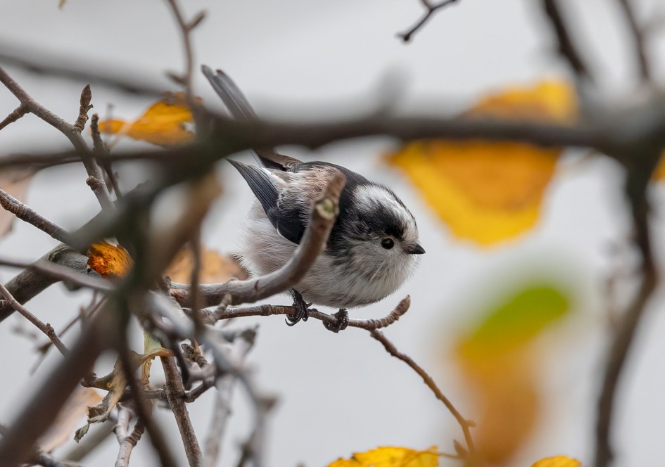 Long-tailed Tit, 1/500 sec, f/7.1, 500 mm, ISO 1600
