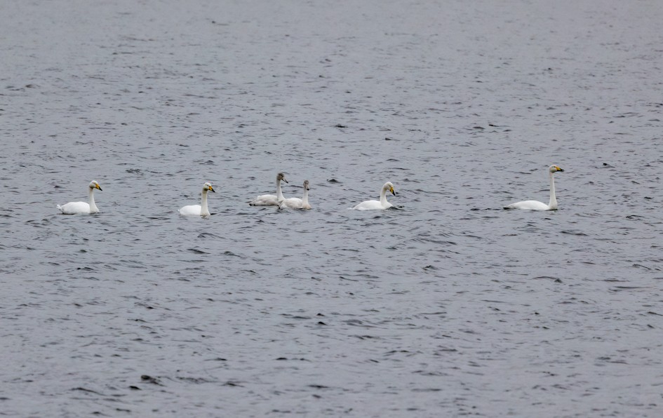 Whooper Swans, 1/500 sec, f/7.1, 500 mm, ISO 1250