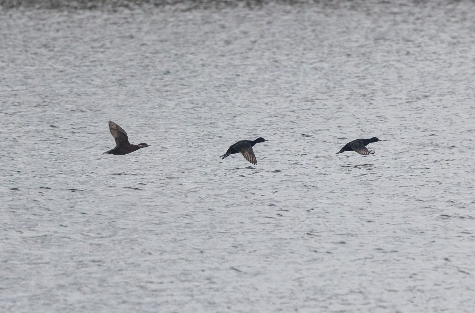 Common Scoter, 1/640 sec, f/7.1, 500 mm, ISO 1250