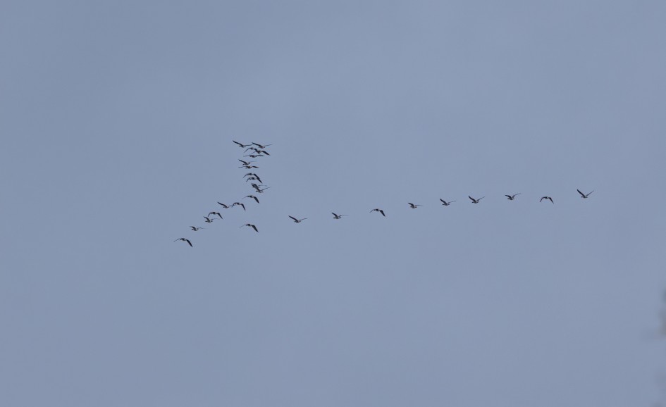 Pinkfooted Geese, 1/500 sec, f/7.1, 500 mm, ISO 500