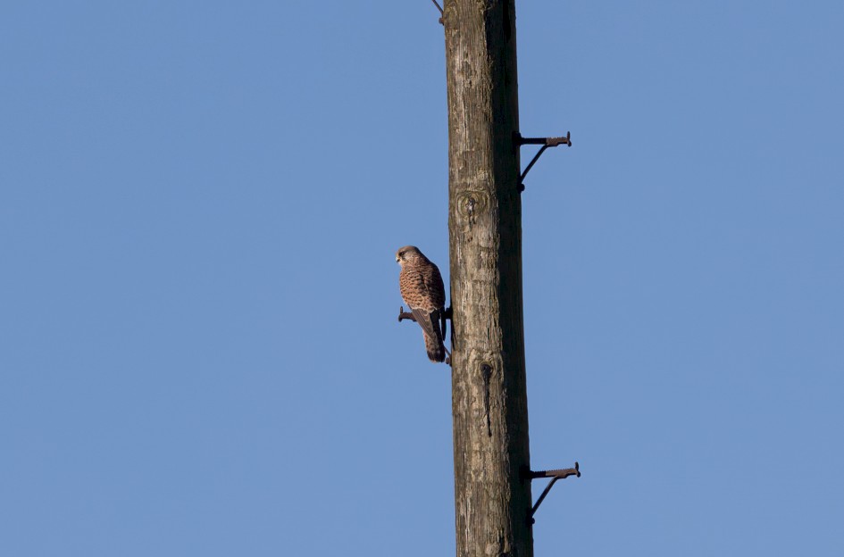 Kestrel, 1/500 sec, f/7.1, 500 mm, ISO 100