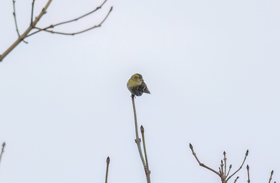 Siskin, 1/640 sec, f/7.1, 500 mm, ISO 1250
