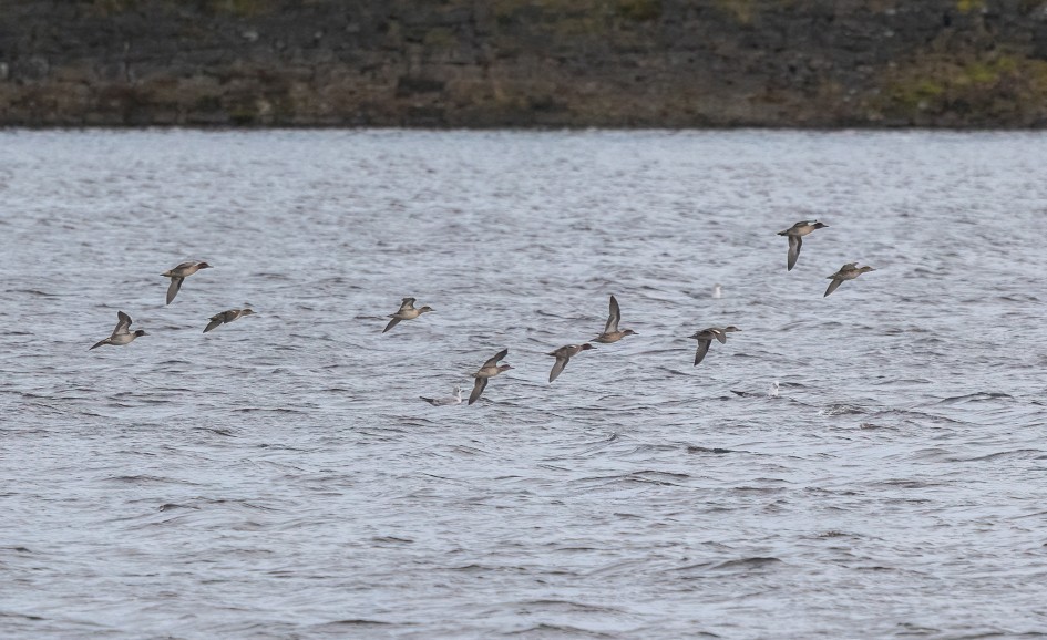 Teal, 1/2500 sec, f/7.1, 500 mm, ISO 4000