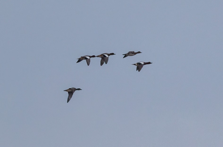 Wigeon , 1/2500 sec, f/7.1, 500 mm, ISO 3200