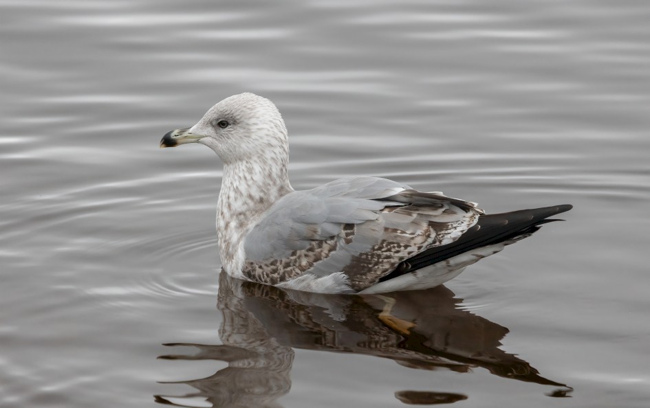 Gull Sp, 1/500 sec, f/7.1, 500 mm, ISO 2500