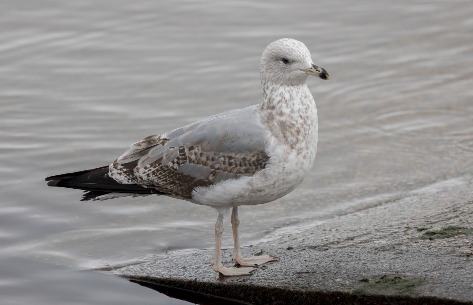 Gull Sp  , 1/640 sec, f/7.1, 500 mm, ISO 2500
