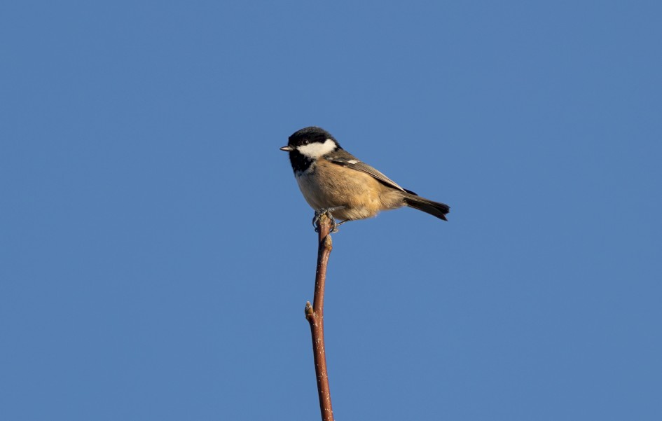 Coal Tit, 1/320 sec, f/7.1, 500 mm, ISO 100